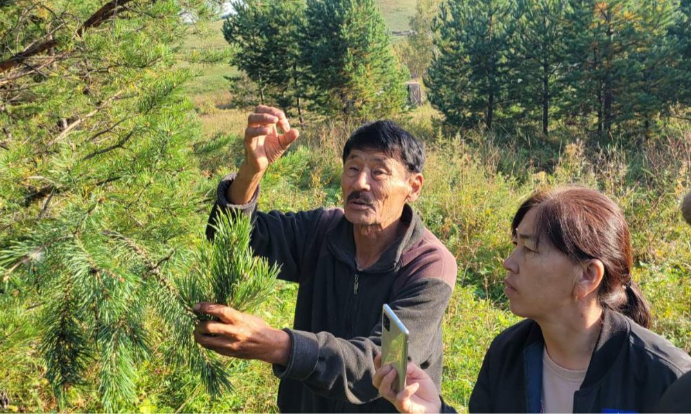 СЭЛЭНГЭ АЙМГИЙН АЛТАНБУЛАГ, ДАРХАН-УУЛ АЙМГИЙН ХОНГОР СУМДАД НАРСНЫ ҮРИЙН УРГАЦ МУУ БАЙНА