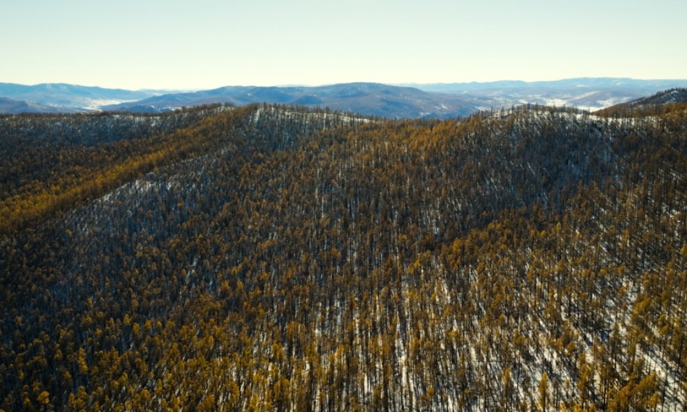 ҮҮЦЭЭ НЭЭГЭЭГҮЙ МОНГОЛЫН ОЙ